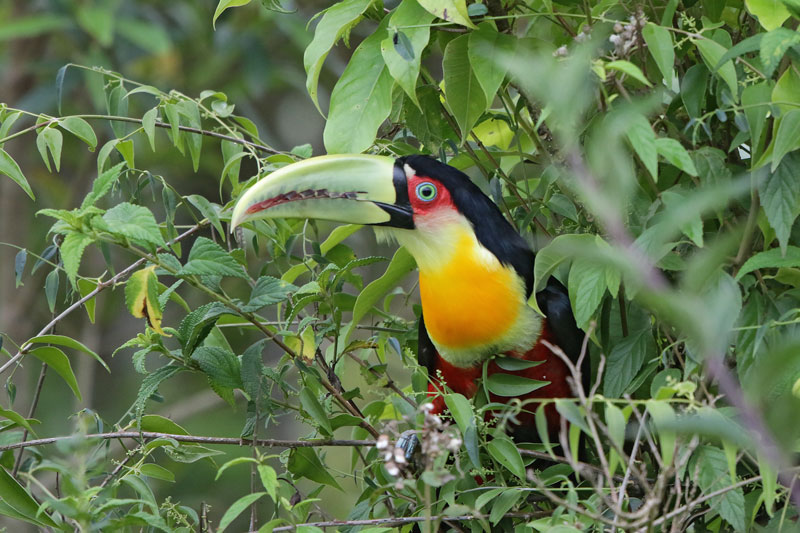 Red-breasted Toucan