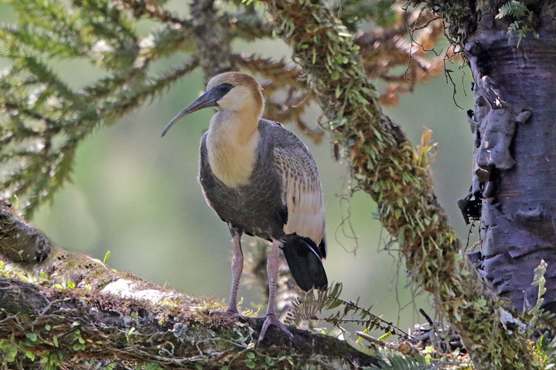 Buff-necked Ibis