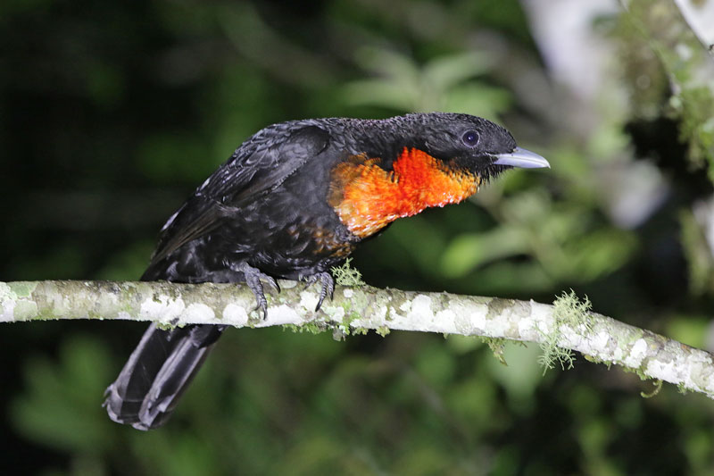 Red-ruffed Fruitcrow