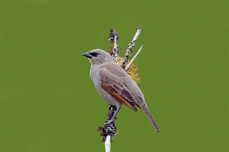Grayish Baywing/Bay-winged Cowbird