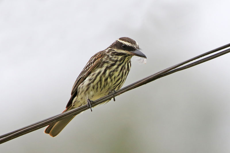 Streaked Flycatcher