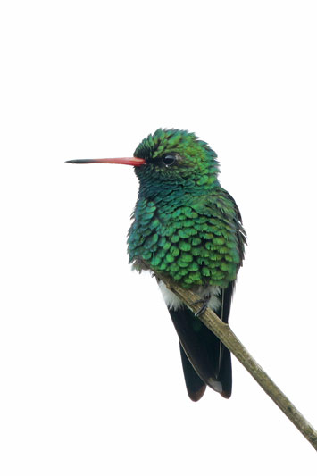 Glittering-bellied Emerald