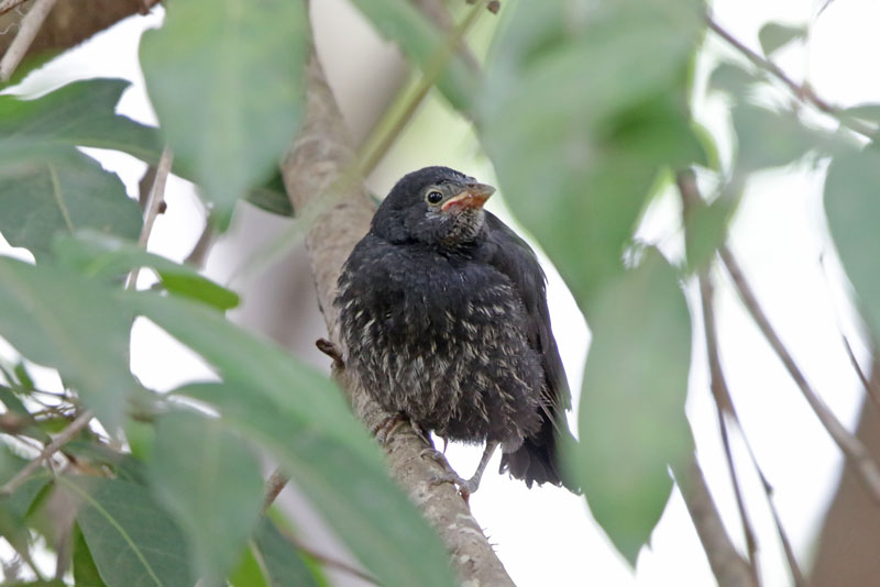 Shiny Cowbird