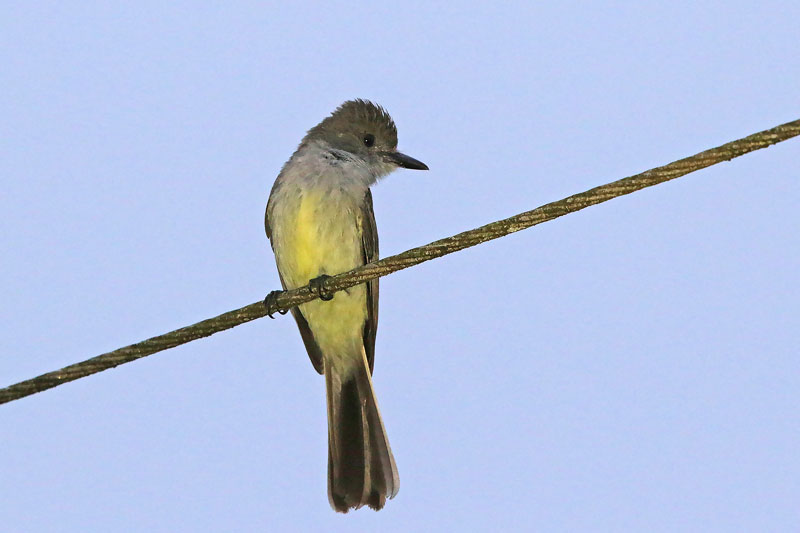 Short-crested Flycatcher