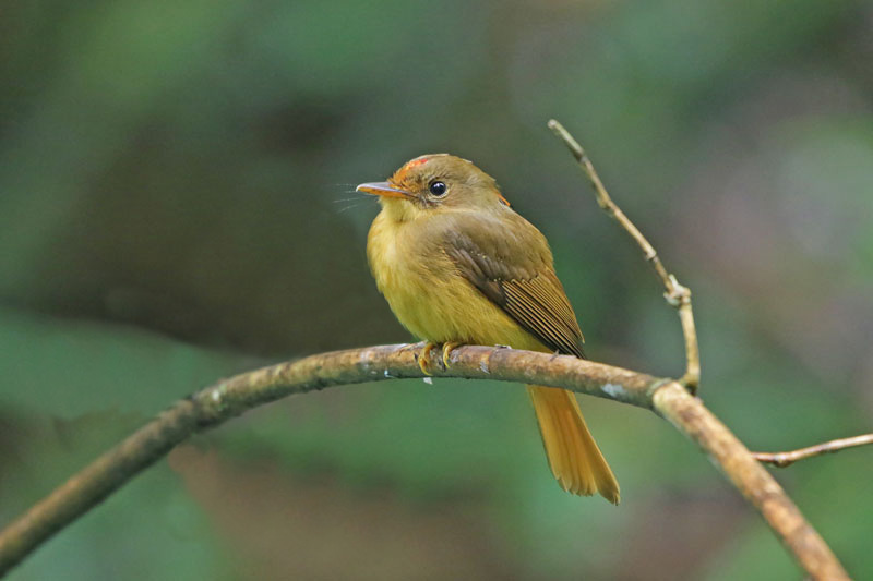 Atlantic Royal Flycatcher