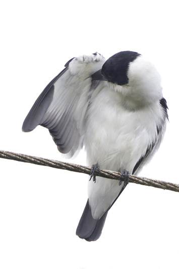 Black-crowned Tityra