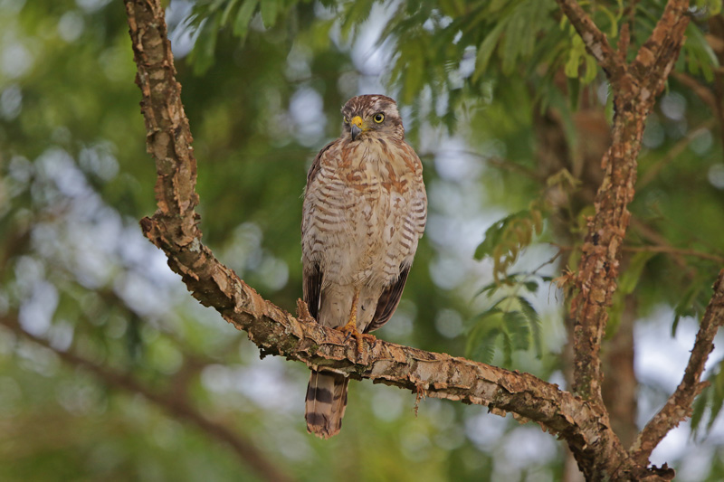 Roadside Hawk