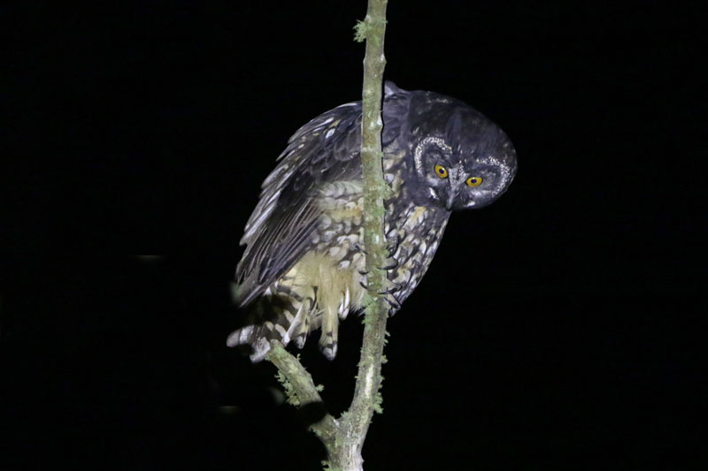 Stygian Owl