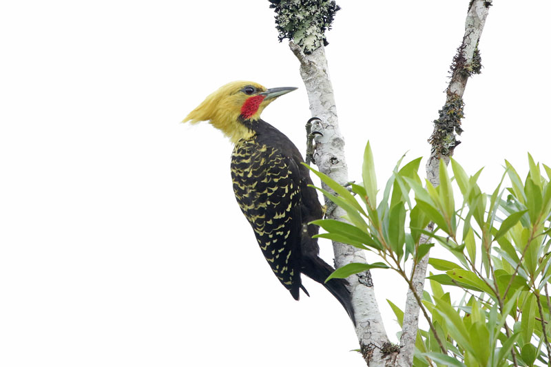 Blond-crested Woodpecker