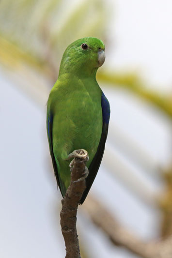 Blue-winged Parrotlet