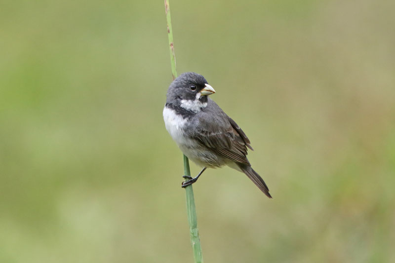 Double-collared Seedeater