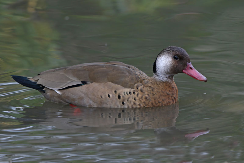 Brazilian Teal