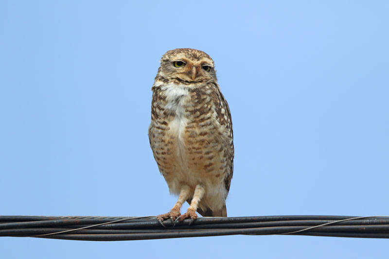 Burrowing Owl