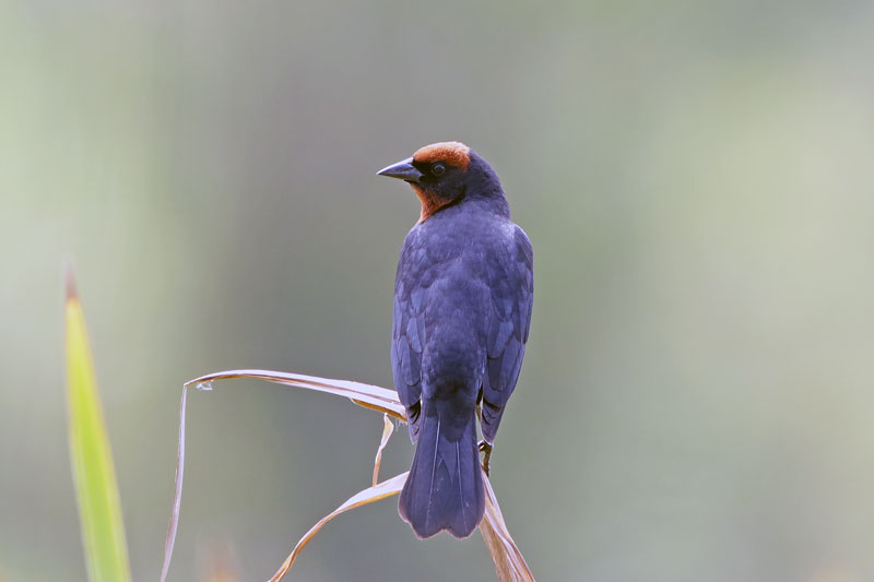 Chestnut-capped Blackbird
