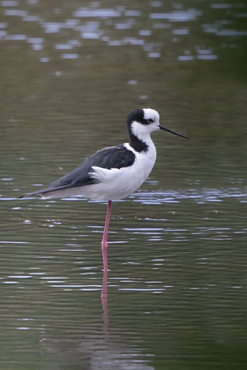 White-backed Stilt