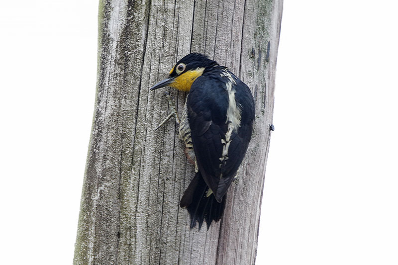 Yellow-fronted Woodpecker