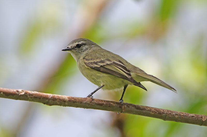 Planalto Tyrannulet