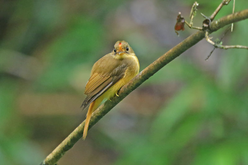 Atlantic Royal Flycatcher