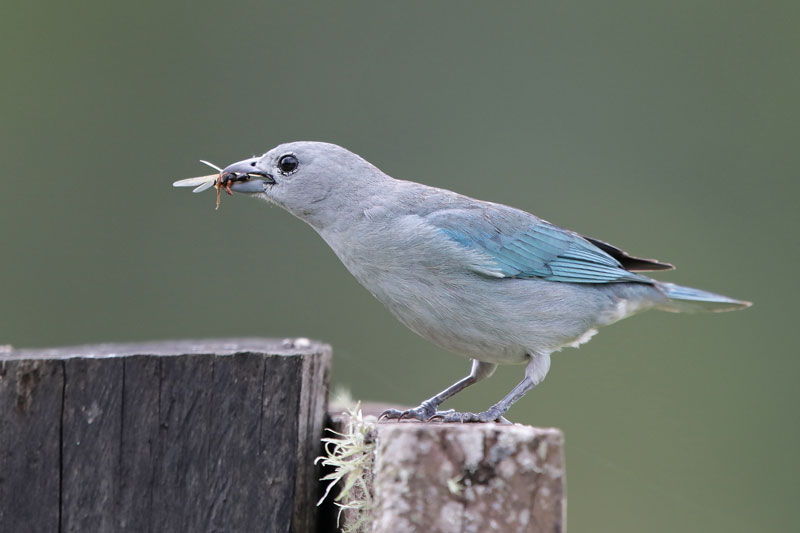 Sayaca Tanager