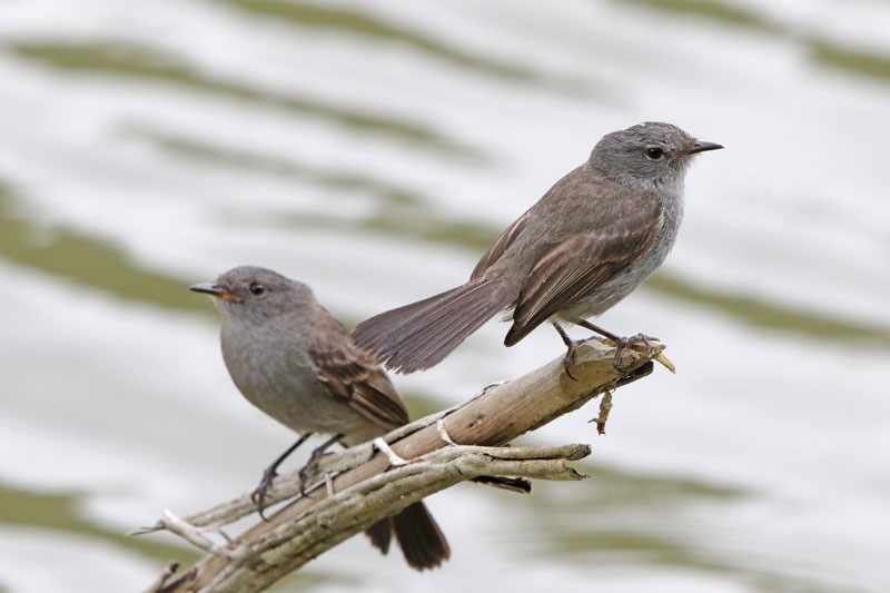 Sooty Tyrannulet