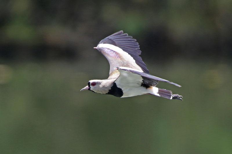 Southern Lapwing