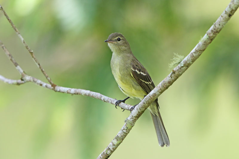 Highland Elaenia