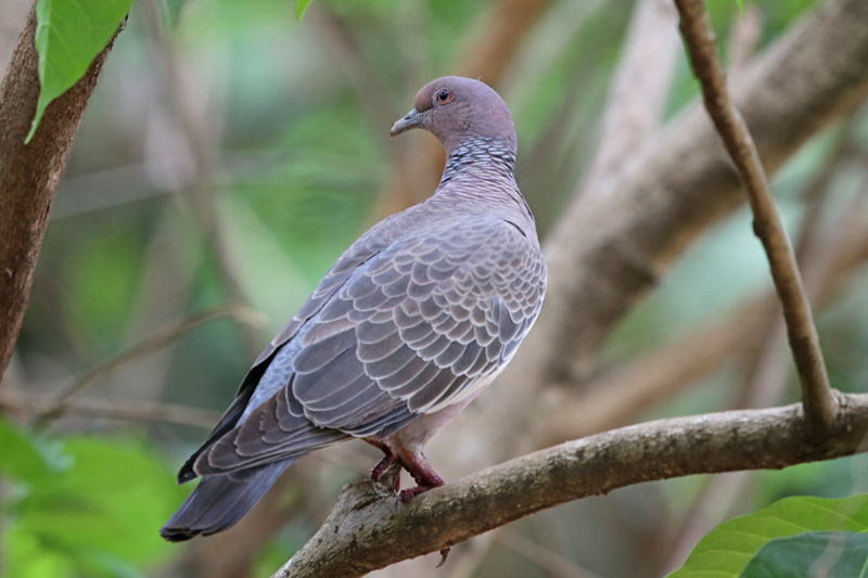 Picazuro Pigeon
