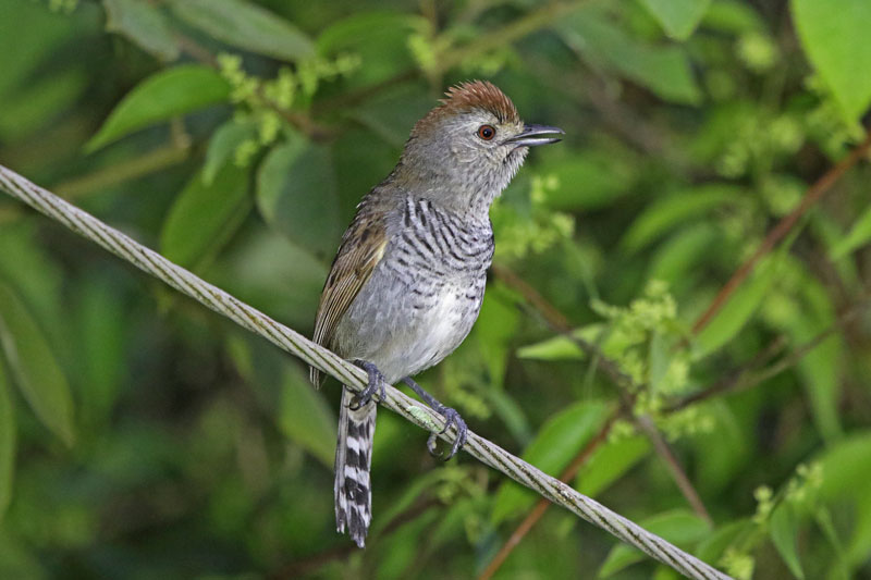 Rufous-capped Antshrike