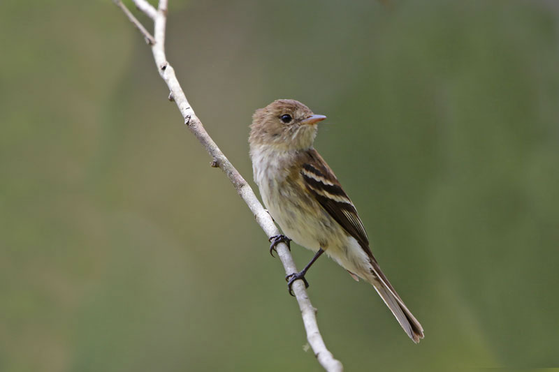 Euler's Flycatcher