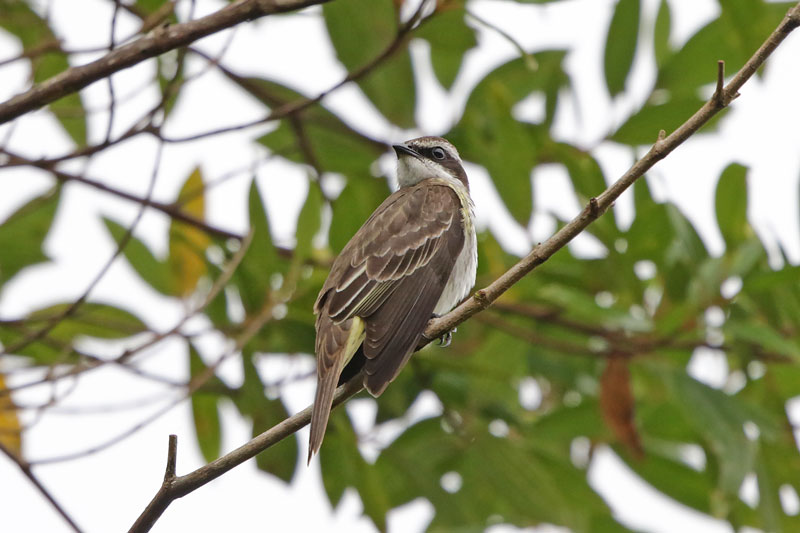 Piratic Flycatcher