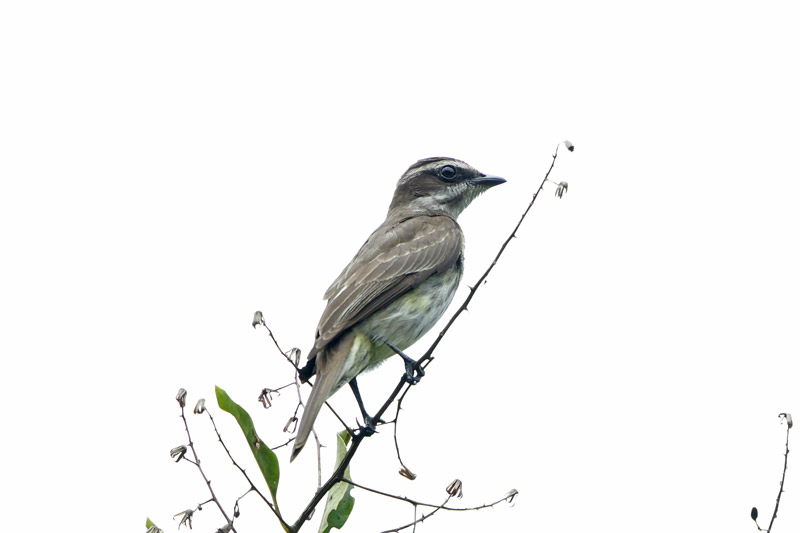 Piratic Flycatcher