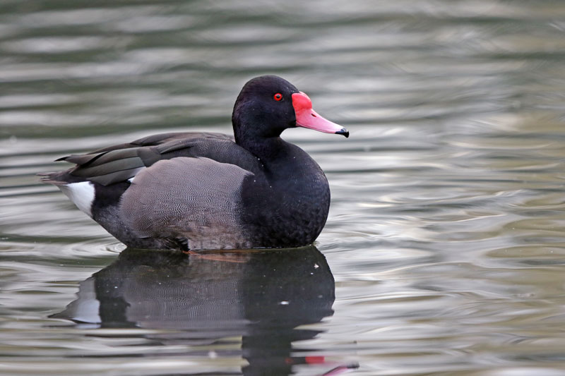 Rosy-billed Pochard