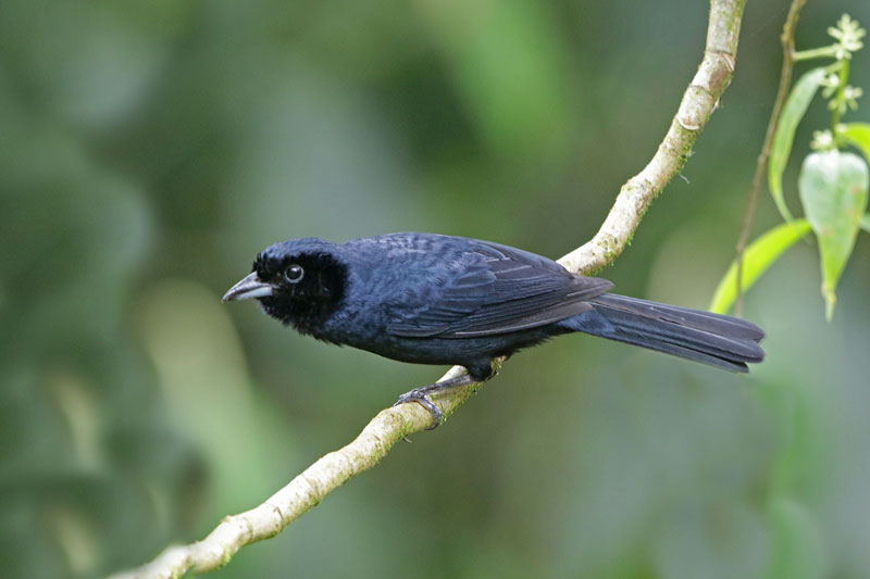 Ruby-crowned Tanager