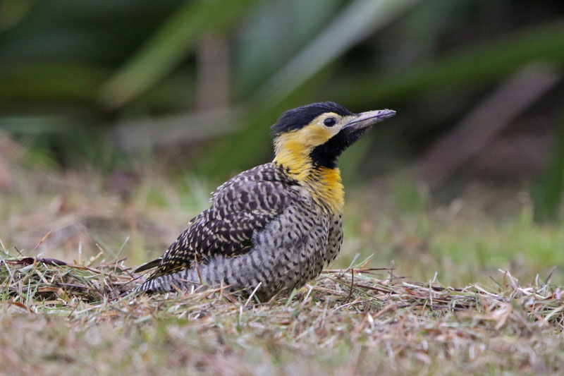 Campo Flicker