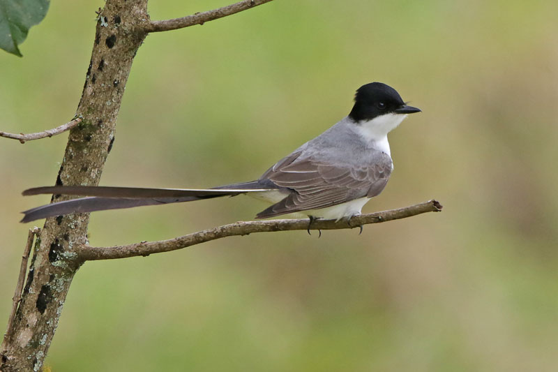 Fork-tailed Flycatcher
