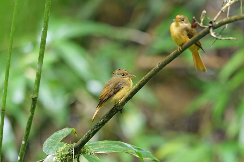 Atlantic Royal Flycatcher