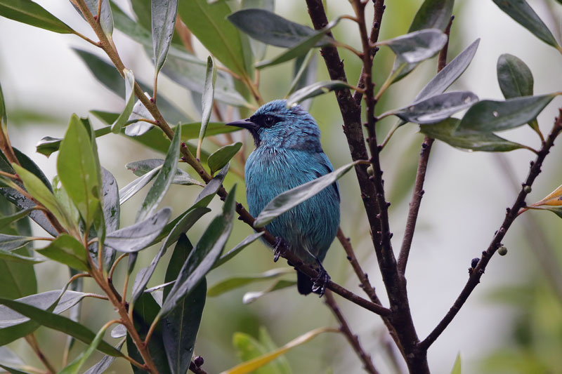 Black-legged Dacnis