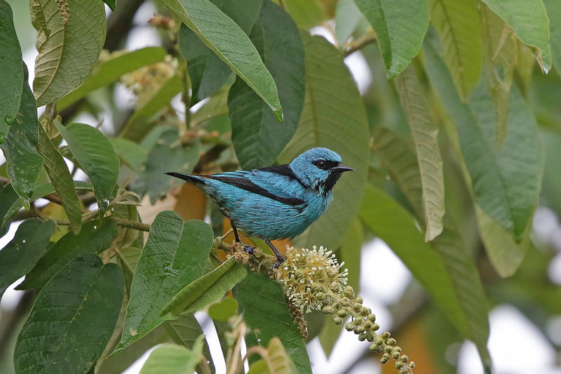 Black-legged Dacnis