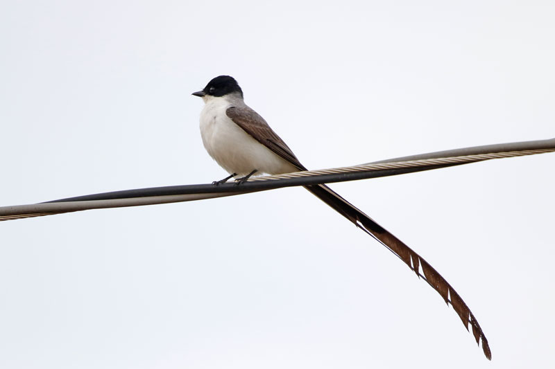 Fork-tailed Flycatcher