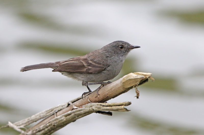 Sooty Tyrannulet