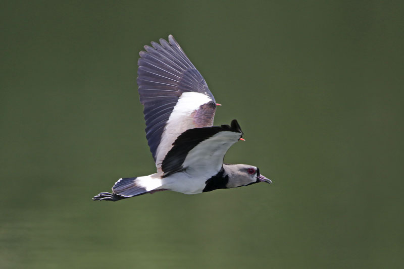 Southern Lapwing