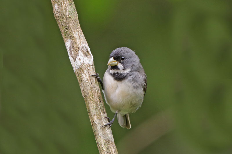Double-collared Seedeater