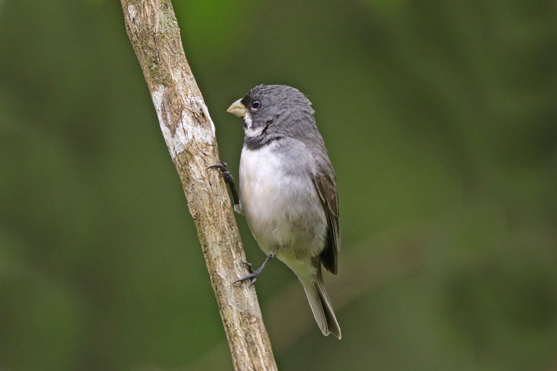 Double-collared Seedeater