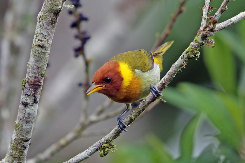 Rufous-headed Tanager