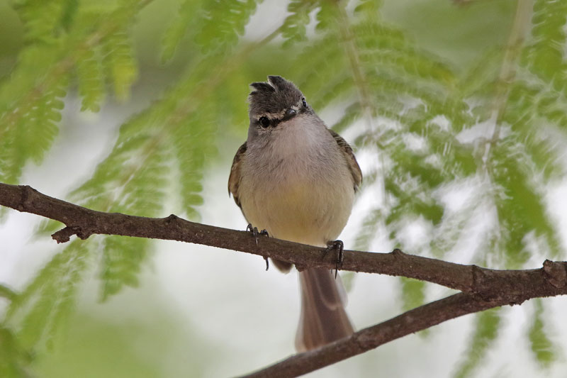 White-crested Tyrannulet