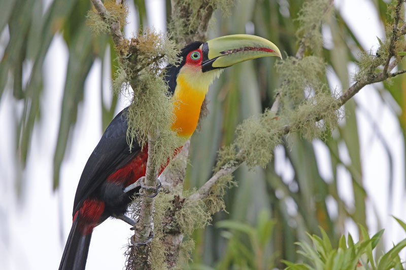 Red-breasted Toucan