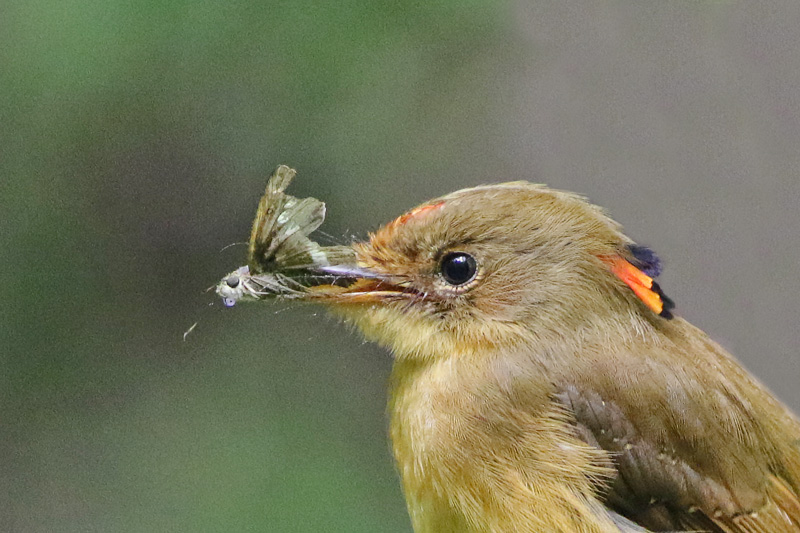 Atlantic Royal Flycatcher