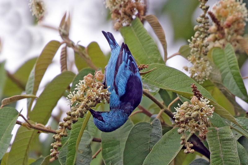 Black-legged Dacnis