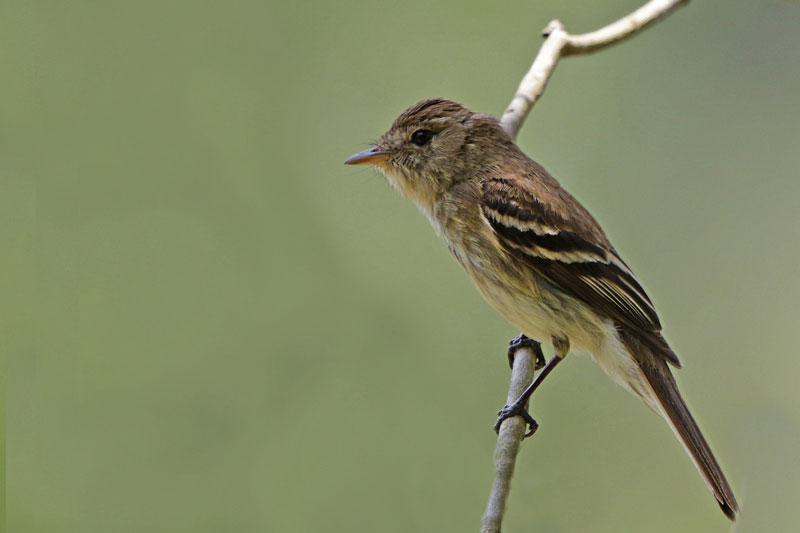 Euler's Flycatcher