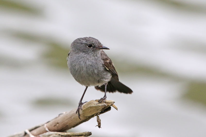 Sooty Tyrannulet